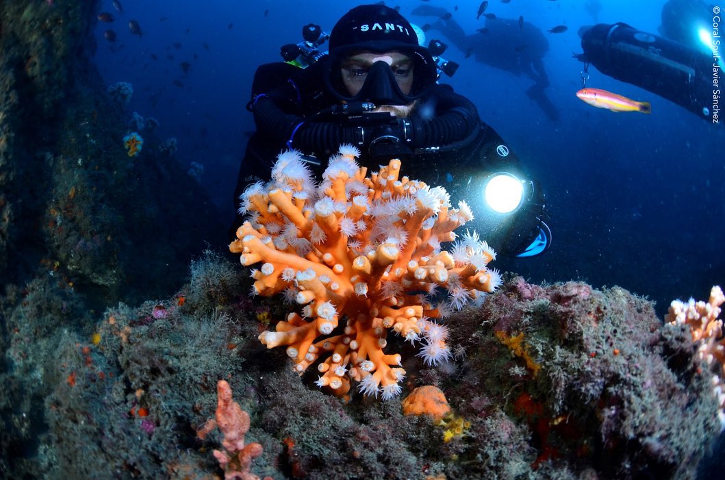 Lee más sobre el artículo Coral Soul y su misión para salvar los corales