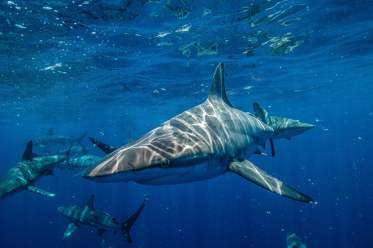 Lee más sobre el artículo Bucear y nadar con tiburones